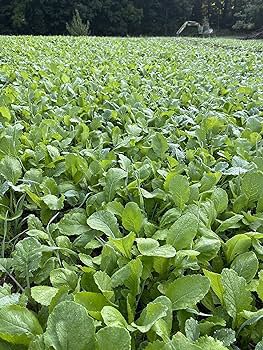 20 Pcs Edible Purple Rape Seeds