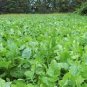 20 Pcs Edible Purple Rape Seeds