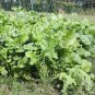 20 Pcs Edible Purple Rape Seeds