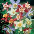 50 Pcs Beautiful Colorful Aquilegia Flowers Seeds