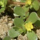 120 Pcs Rare Natural Organic Purslane seeds 120 Pcs Rare Natural Organic Purslane seeds