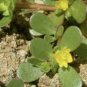 120 Pcs Rare Natural Organic Purslane seeds