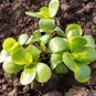 120 Pcs Rare Natural Organic Purslane seeds
