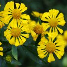 50 Pcs Beautiful Sneezeweed Flower Seeds 50 Pcs Beautiful Sneezeweed Flower Seeds