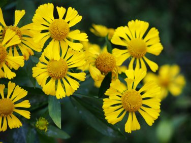 50 Pcs Beautiful Sneezeweed Flower Seeds