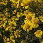 50 Pcs Beautiful Sneezeweed Flower Seeds