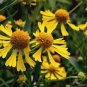 50 Pcs Beautiful Sneezeweed Flower Seeds
