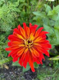 30 Pcs Little red ZinniaeIegans Flower Seeds