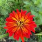 30 Pcs Little red ZinniaeIegans Flower Seeds