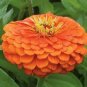 30 Pcs Little red ZinniaeIegans Flower Seeds
