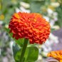 30 Pcs Little red ZinniaeIegans Flower Seeds