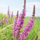 50 Pcs Beautiful Lythrum Salicaria Flowers Seeds