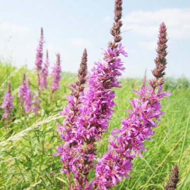 50 Pcs Beautiful Lythrum Salicaria Flowers Seeds