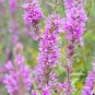 50 Pcs Beautiful Lythrum Salicaria Flowers Seeds