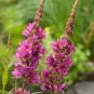 50 Pcs Beautiful Lythrum Salicaria Flowers Seeds