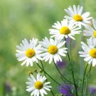 30 Pcs Aromatic plants Fruity Aroma Chamomile Seeds 30 Pcs Aromatic plants Fruity Aroma Chamomile Seeds