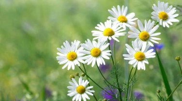 30 Pcs Aromatic plants Fruity Aroma Chamomile Seeds
