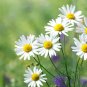 30 Pcs Aromatic plants Fruity Aroma Chamomile Seeds