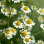 30 Pcs Aromatic plants Fruity Aroma Chamomile Seeds