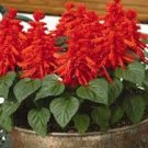 40 Pcs High Scarlet Sage Bonsai Tropical Salvia Splendens