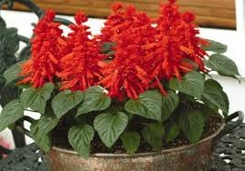 40 Pcs High Scarlet Sage Bonsai Tropical Salvia Splendens