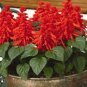 40 Pcs High Scarlet Sage Bonsai Tropical Salvia Splendens