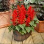 40 Pcs High Scarlet Sage Bonsai Tropical Salvia Splendens