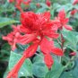 40 Pcs High Scarlet Sage Bonsai Tropical Salvia Splendens