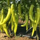 20 Pcs Heirloom White Hot Pepper Seeds 20 Pcs Heirloom White Hot Pepper Seeds