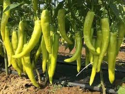20 Pcs Heirloom White Hot Pepper Seeds