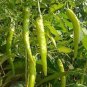 20 Pcs Heirloom White Hot Pepper Seeds