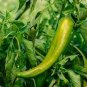 20 Pcs Heirloom White Hot Pepper Seeds