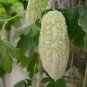 10 Pcs White Balsam Pear Seeds Bitter Melon Bitter Gourd Seeds