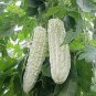 10 Pcs White Balsam Pear Seeds Bitter Melon Bitter Gourd Seeds