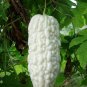 10 Pcs White Balsam Pear Seeds Bitter Melon Bitter Gourd Seeds