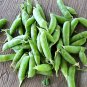 10 Pcs Organic Green Pea Seeds