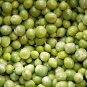 10 Pcs Organic Green Pea Seeds