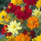 60 Pcs Cosmos Sulphureus Seeds Balcony Potted Flowers Chrysanthemum