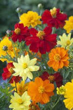 60 Pcs Cosmos Sulphureus Seeds Balcony Potted Flowers Chrysanthemum