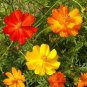 60 Pcs Cosmos Sulphureus Seeds Balcony Potted Flowers Chrysanthemum
