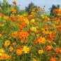60 Pcs Cosmos Sulphureus Seeds Balcony Potted Flowers Chrysanthemum