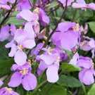 120 Pcs Herbs Plant February Lan Orychophragmus Violaceus Flower
