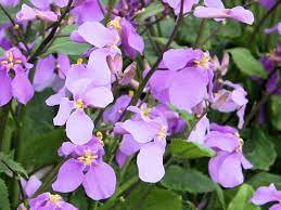 120 Pcs Herbs Plant February Lan Orychophragmus Violaceus Flower