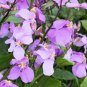 120 Pcs Herbs Plant February Lan Orychophragmus Violaceus Flower