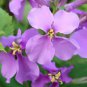120 Pcs Herbs Plant February Lan Orychophragmus Violaceus Flower