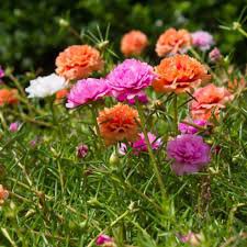 220 Pcs Sunflower Potted Portulaca Grandiflora Seeds