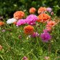 220 Pcs Sunflower Potted Portulaca Grandiflora Seeds
