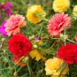 220 Pcs Sunflower Potted Portulaca Grandiflora Seeds