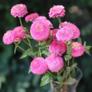 60 Pcs Pink Beautiful Zinnia Seeds