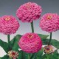 60 Pcs Pink Beautiful Zinnia Seeds